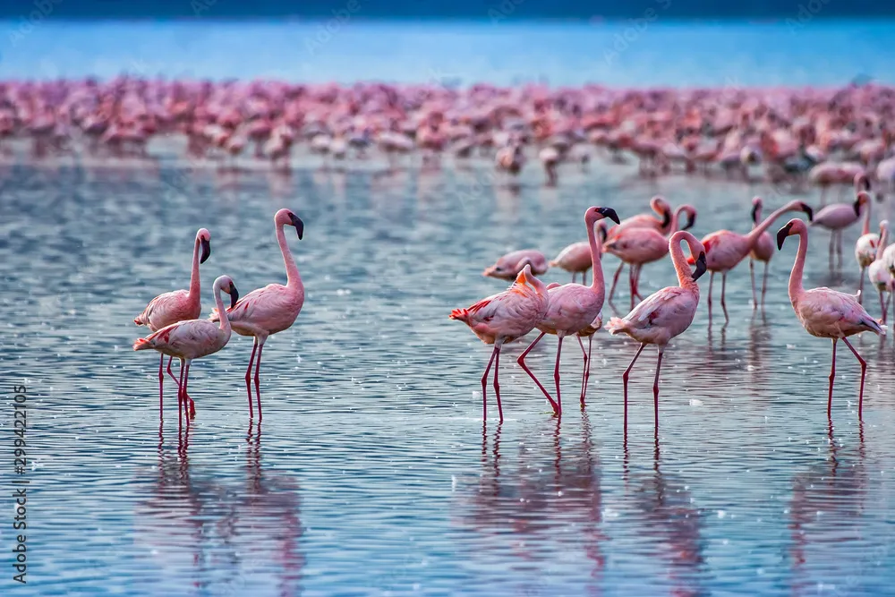 火烈鸟群聚集 - 四虎视频 | 生灵奇境