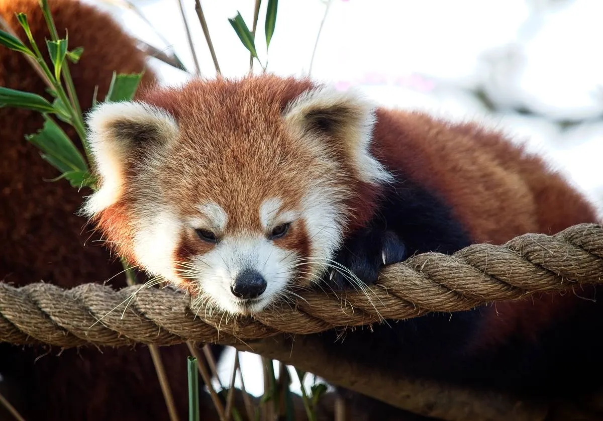 小熊猫在树上 - 四虎视频 | 动物世界